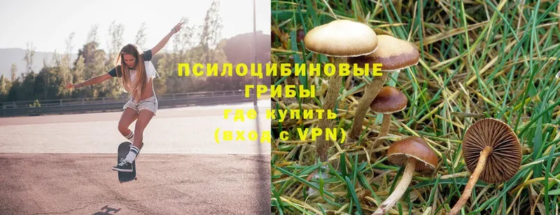 Псилоцибиновые грибы Psilocybe  Петушки 